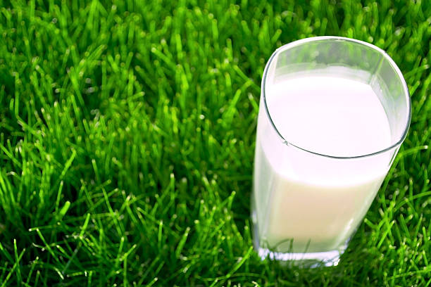 Glass of milk stock photo