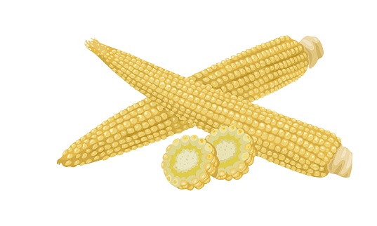Vector illustration, baby corn, with slices, isolated on white background.