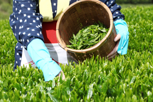 Woman harvesting tea leaves