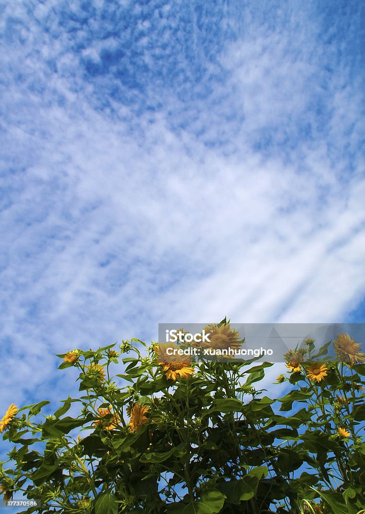 Sonnenblumen blossom unter blauem Himmel - Lizenzfrei Bildhintergrund Stock-Foto