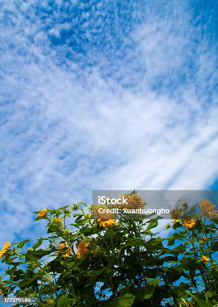 Sonnenblumen Blossom Unter Blauem Himmel Stockfoto und mehr Bilder von Bildhintergrund - Bildhintergrund, Blatt - Pflanzenbestandteile, Blau