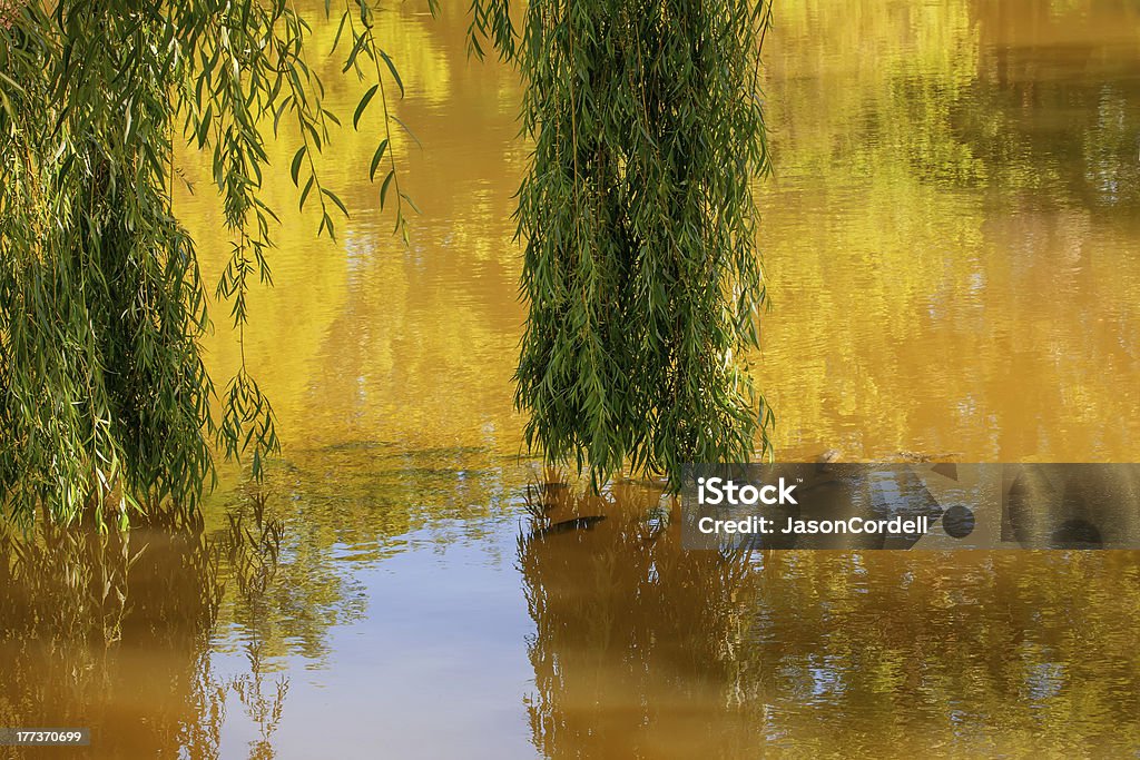 golden pond fish in the shade of a weeping willow on a golden pond warmed by late afternoon sun Animal Stock Photo