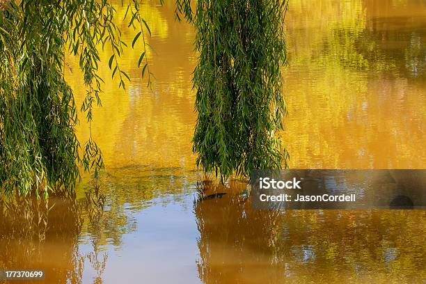 Golden Pond Stock Photo - Download Image Now - Animal, Concepts, Copy Space