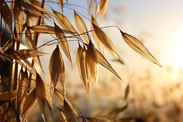 spikelets di avena - oat farm grass barley foto e immagini stock