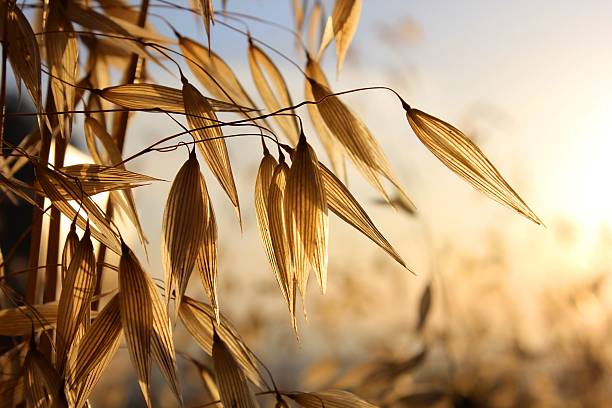 spikelets de aveia - oat farm grass barley - fotografias e filmes do acervo