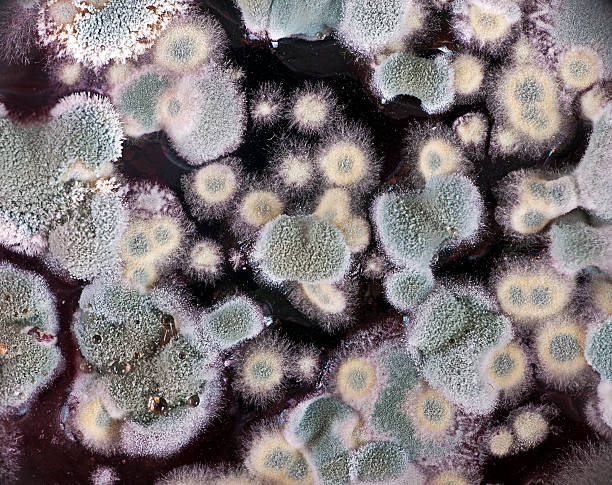 istock Mould aka mold on a glass of red wine macro 177371291