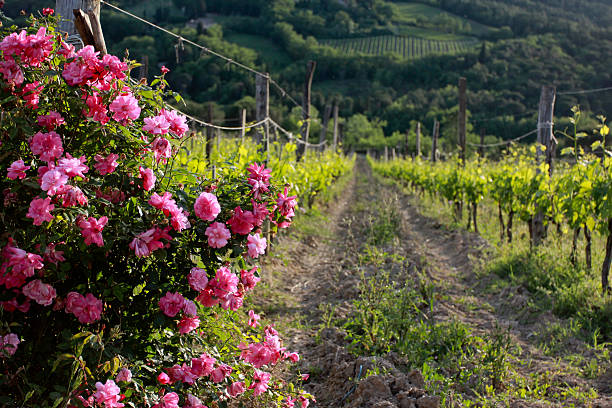 istock Tuscan Chianti vine with roses 177371412