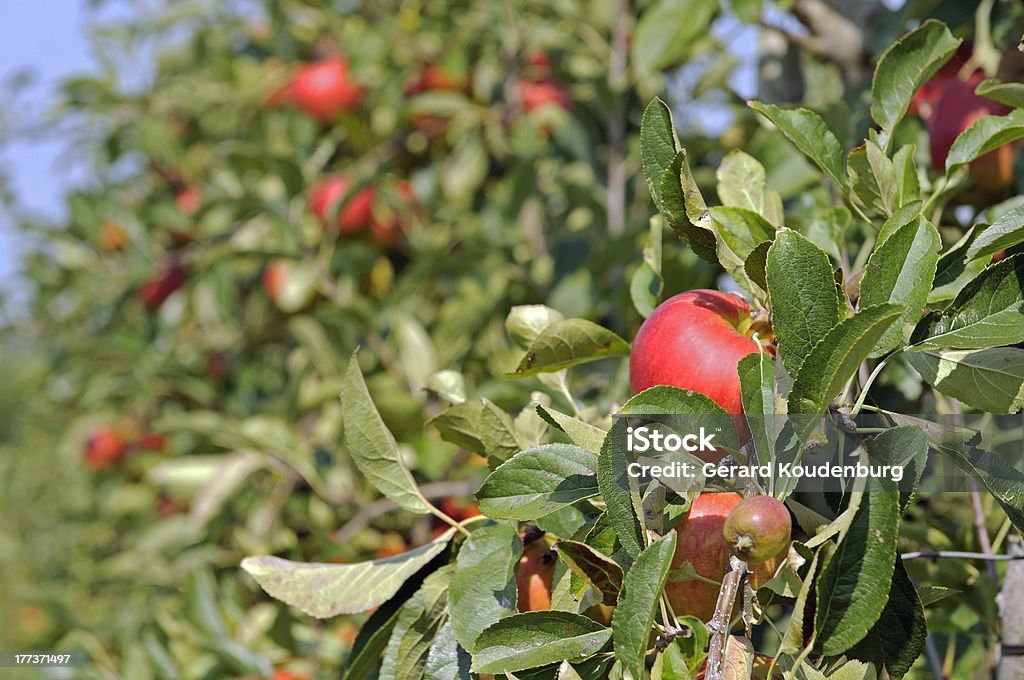 Árvore de maçã - Foto de stock de Agricultura royalty-free