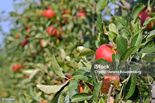 Foto de Árvore De Maçã e mais fotos de stock de Agricultura - Agricultura, Alimentação Saudável, Comida e bebida