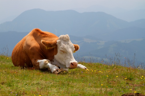 cow sleeping on pasture at high mountains