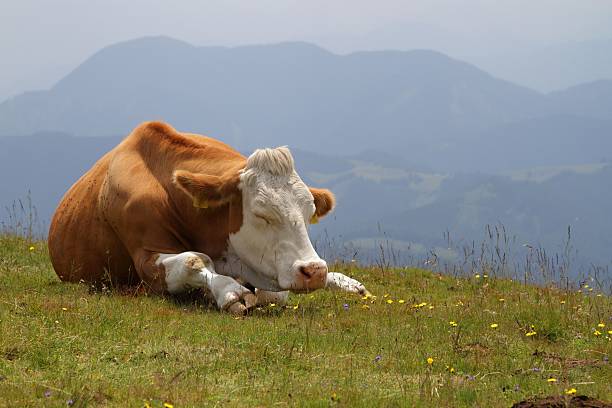 cow on pasture cow sleeping on pasture at high mountains sleeping cow stock pictures, royalty-free photos & images