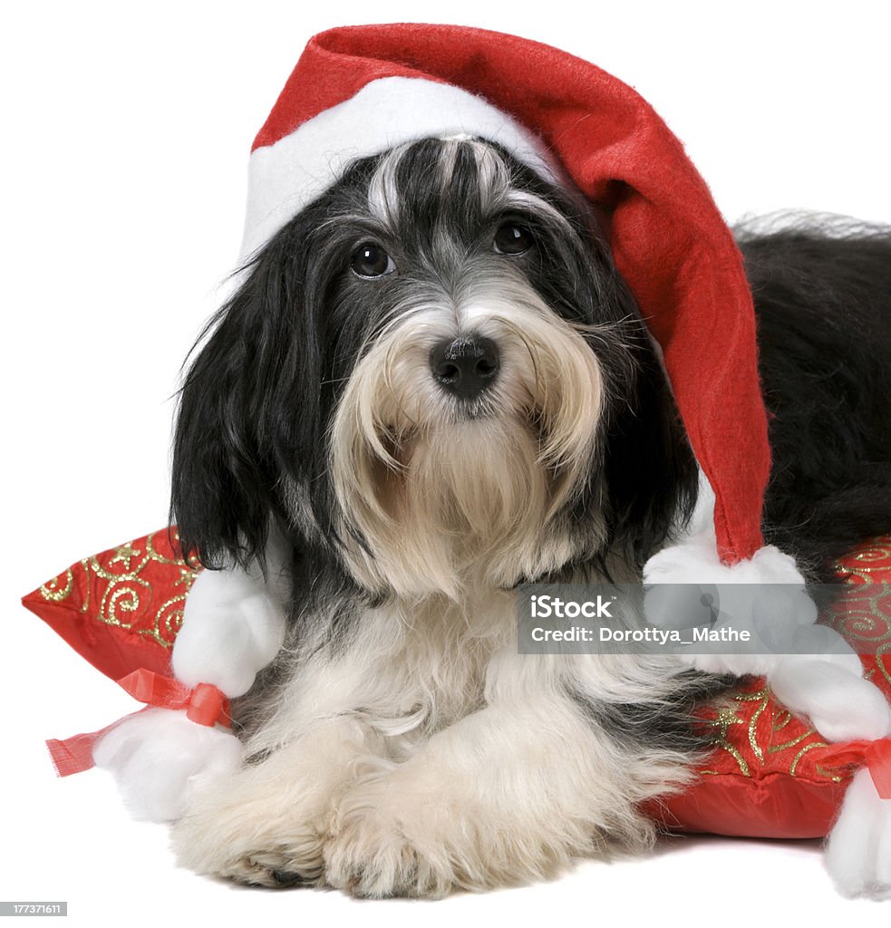 Bichon Avanese cucciolo cane carino con un cappello da Babbo Natale - Foto stock royalty-free di Bichon Avanese