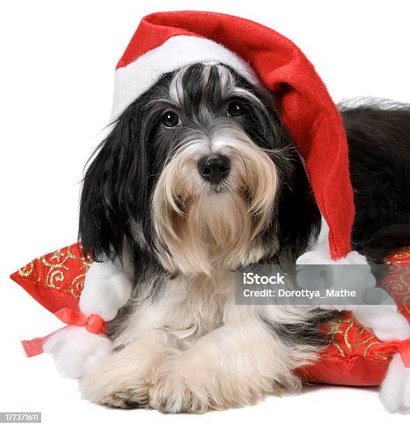 Bichon Avanese Cucciolo Cane Carino Con Un Cappello Da Babbo Natale - Fotografie stock e altre immagini di Bichon Avanese