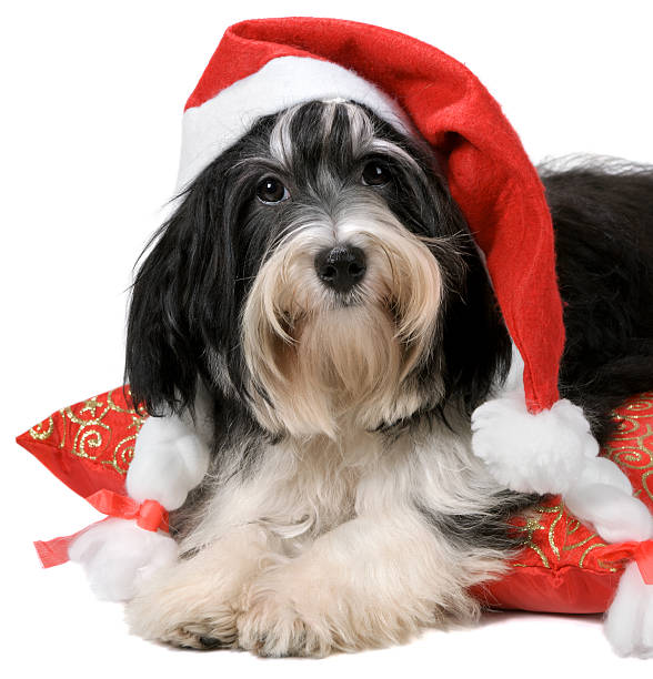 istock Cute havanese puppy dog with a Santa hat 177371611