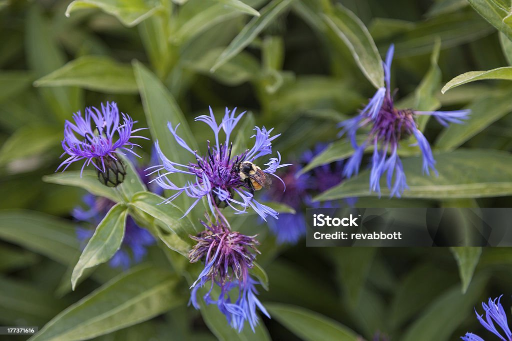 Bumble Bee - Foto de stock de Animal libre de derechos