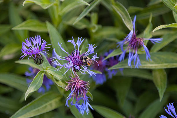 Bumble Bee - foto de acervo