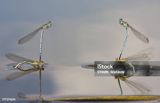 Whitelegged Damselflies - zdjęcia stockowe i więcej obrazów Bez ludzi - Bez ludzi, Fotografika, Gody zwierząt