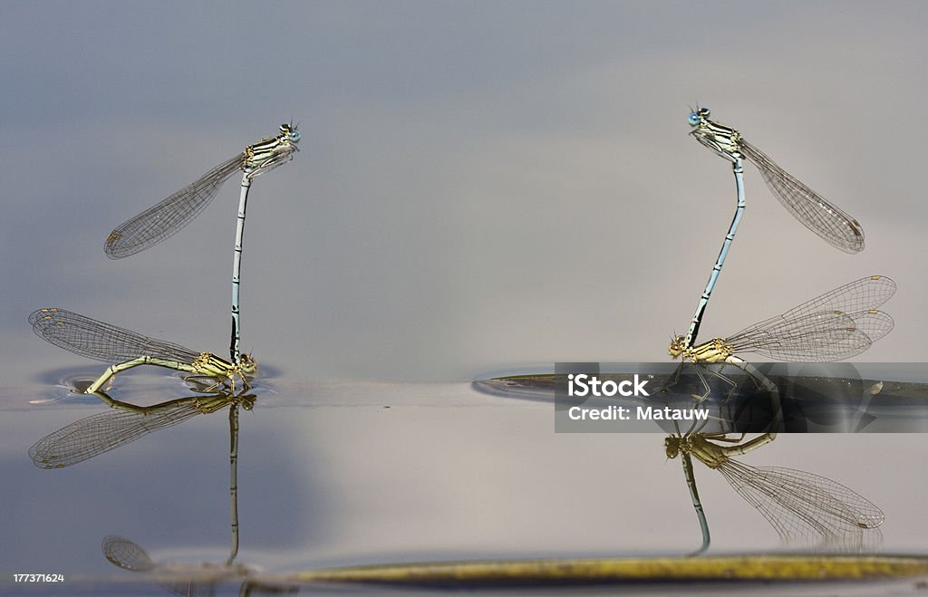 Patas Damselflies branco - Foto de stock de Acasalamento de animais royalty-free