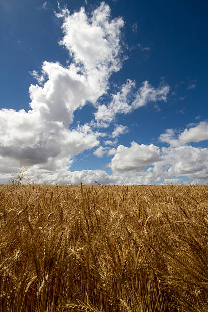 黄金の小麦の風景 ストックフォト