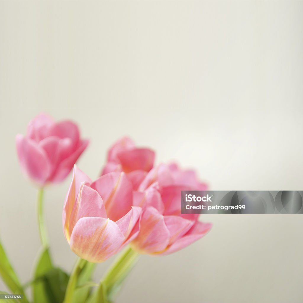 Tulpen - Lizenzfrei Baumblüte Stock-Foto