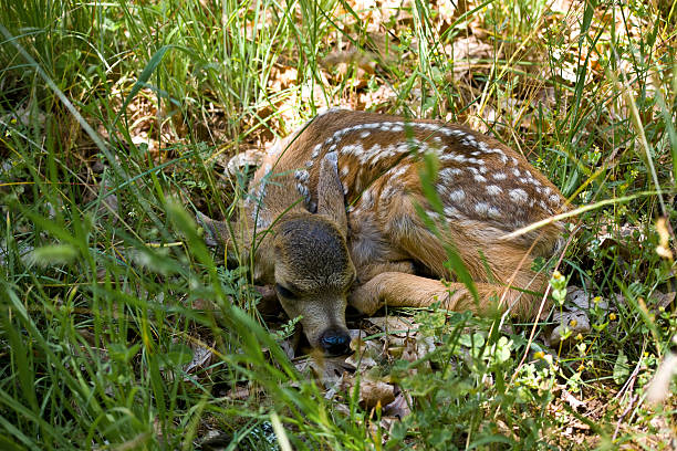 Newborn Fawn stock photo