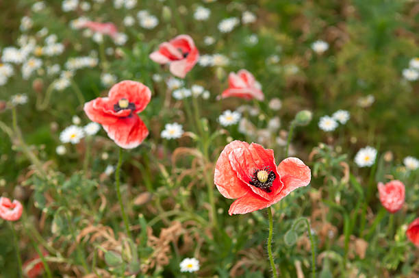 rouge pavot - flower blumenwiese meadow flower head photos et images de collection