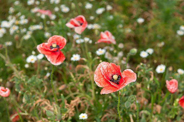 mak polny - flower blumenwiese meadow flower head zdjęcia i obrazy z banku zdjęć
