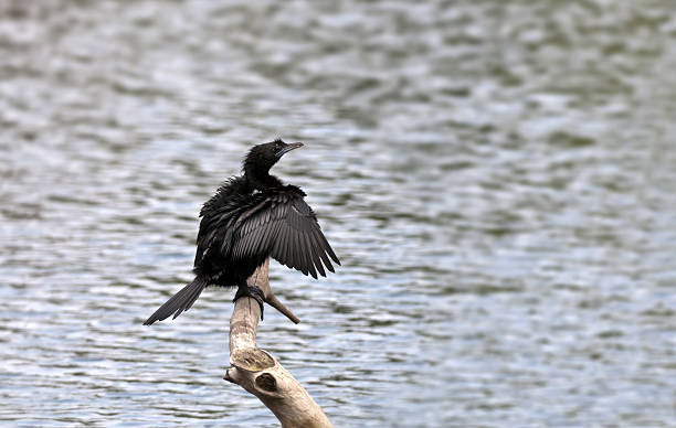 istock Little Cormorant, Phalacrocorax niger, basking, sunlight, perched, wings, water body 177371836