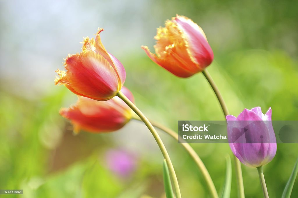 Hermosos tulipanes en Cama con flores en el jardín - Foto de stock de Belleza de la naturaleza libre de derechos