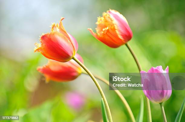 Hermosos Tulipanes En Cama Con Flores En El Jardín Foto de stock y más banco de imágenes de Belleza de la naturaleza - Belleza de la naturaleza, Biología, Botánica