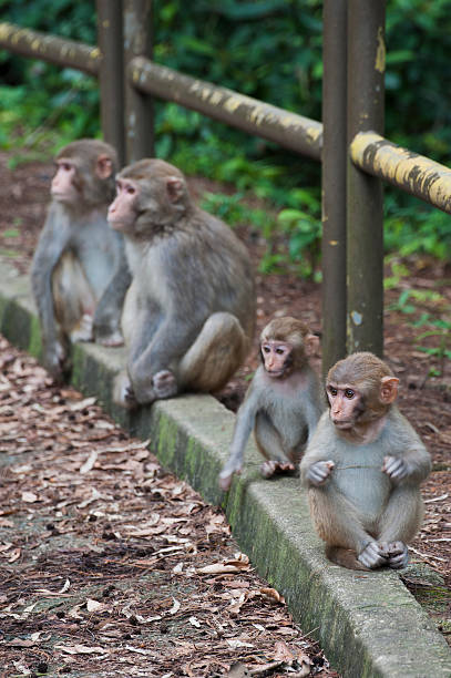 istock Baby Monkeys rested on road side 177371972