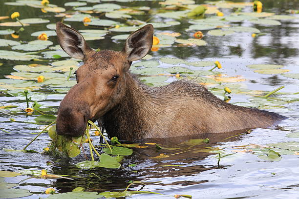 Moose at breakfast stock photo