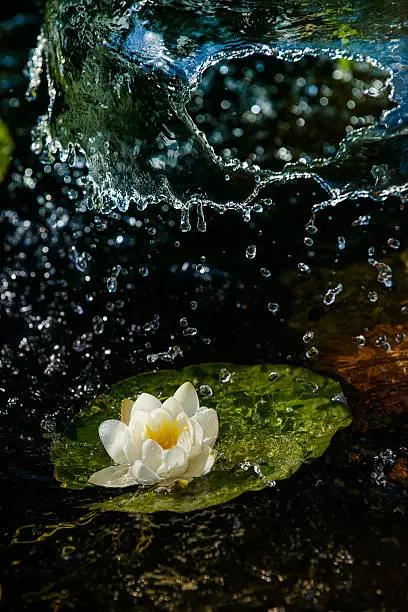 Water lily in flood water