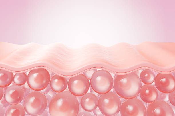 istock saggy skin layer and skin cells. 1773720751
