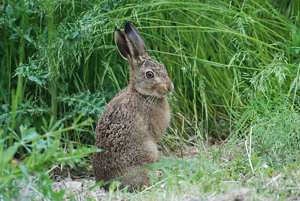 Hare, Leveret. "Brown Hare young, wild, feeding on vegetation in the countryside." hare and leveret stock pictures, royalty-free photos & images