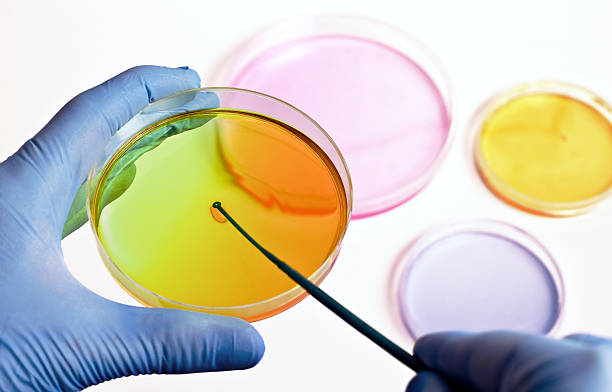 hand of a technician inoculating plates researcher preparing several color plates with media in a microbiology laboratory laboratory bacterium petri dish cell stock pictures, royalty-free photos & images