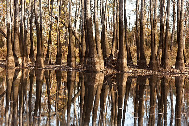 istock Cypress trees in Florida swamp. 177372993