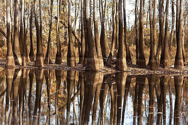 Cypress trees in Florida swamp. stock photo