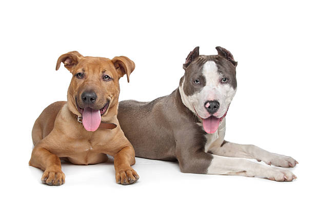 istock mixed breed stafford and American Staff 177373059