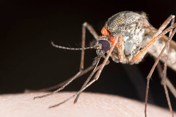 istock Mosquito with parasites sucking blood, extreme close-up 177373138