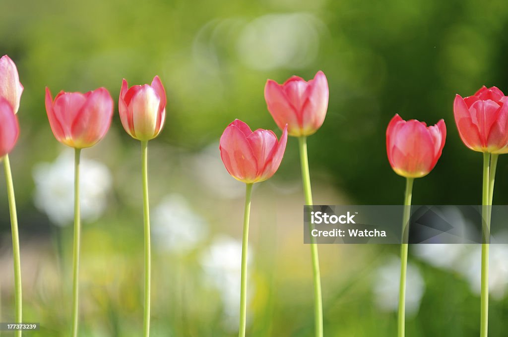 Belo tulipas vermelhas - Foto de stock de Beleza natural - Natureza royalty-free