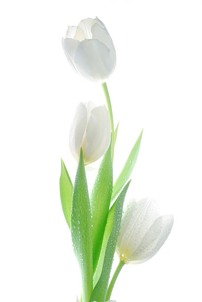 white tulip white tulips agianst white background white tulips stock pictures, royalty-free photos & images