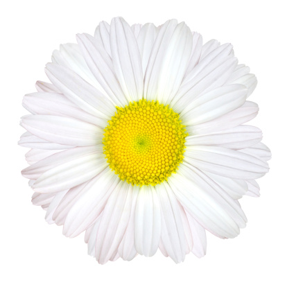 Daisy Flower Isolated on White Background - White with Yellow CenterPlease see similar images in my lightboxes: