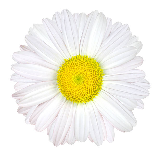 Daisy Flower Isolated - White with Yellow Center Daisy Flower Isolated on White Background - White with Yellow CenterPlease see similar images in my lightboxes: white gerbera daisy stock pictures, royalty-free photos & images