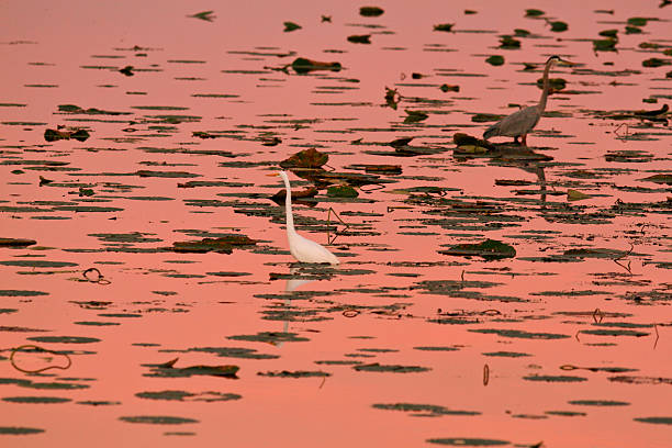 Cranes on the marsh stock photo