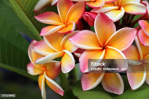 Frangipani Plumeria Blüte Stockfoto und mehr Bilder von Blume - Blume, Big Island - Insel Hawaii, Hawaii - Inselgruppe