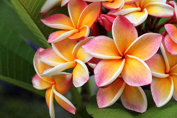 frangipani, flores de plumeria - isla grande de hawai islas de hawai fotografías e imágenes de stock
