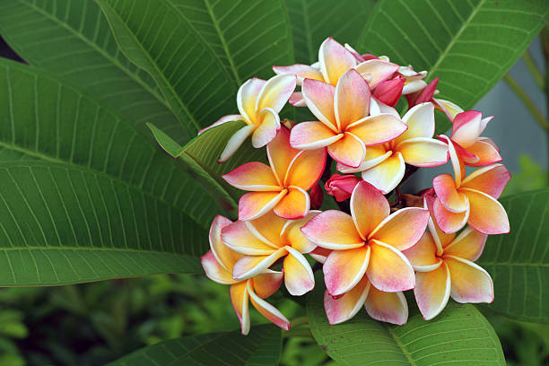 istock Frangipani, Plumeria flower 177373993