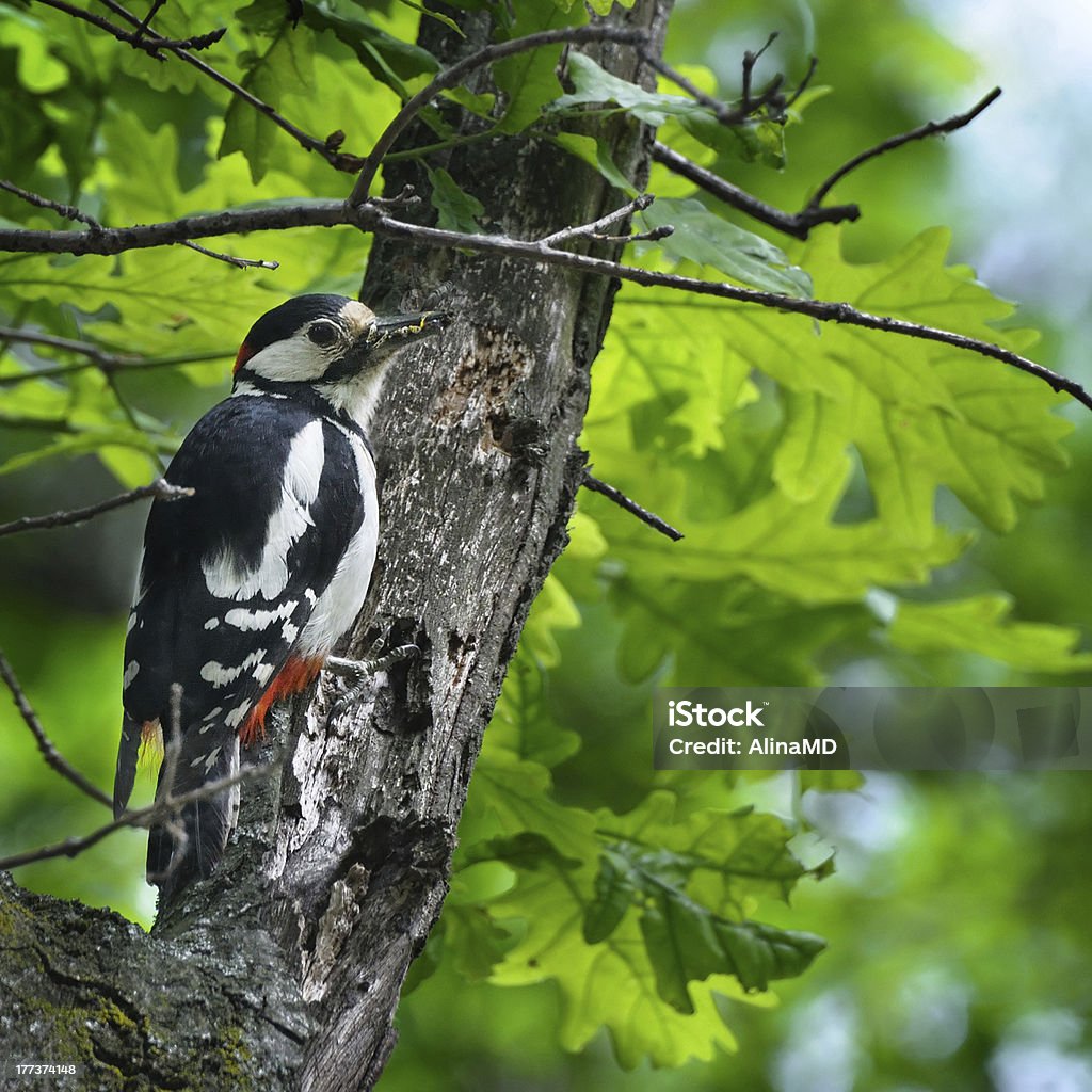 Woodpecker with insect in its beak Woodpecker with insect in its beak on background of green leaves of oak Animal Stock Photo