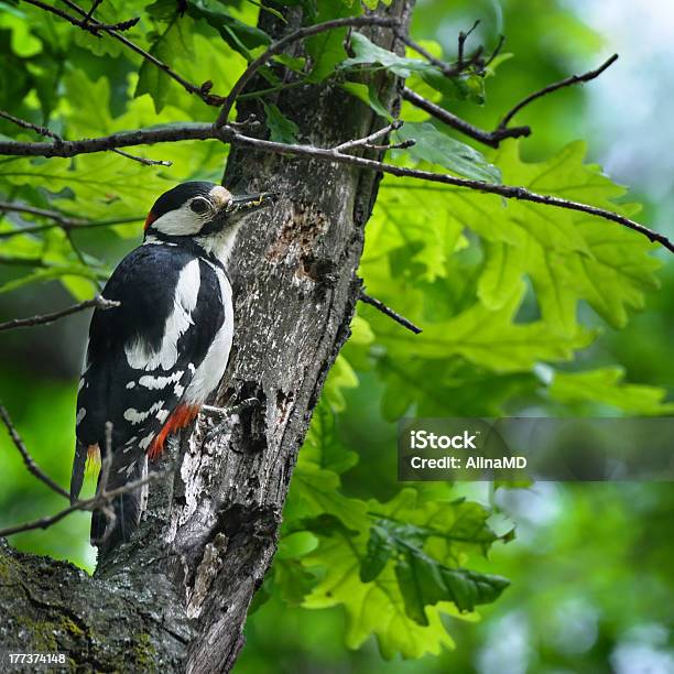 Woodpecker With Insect In Its Beak Stock Photo - Download Image Now - Animal, Animal Wildlife, Beauty In Nature